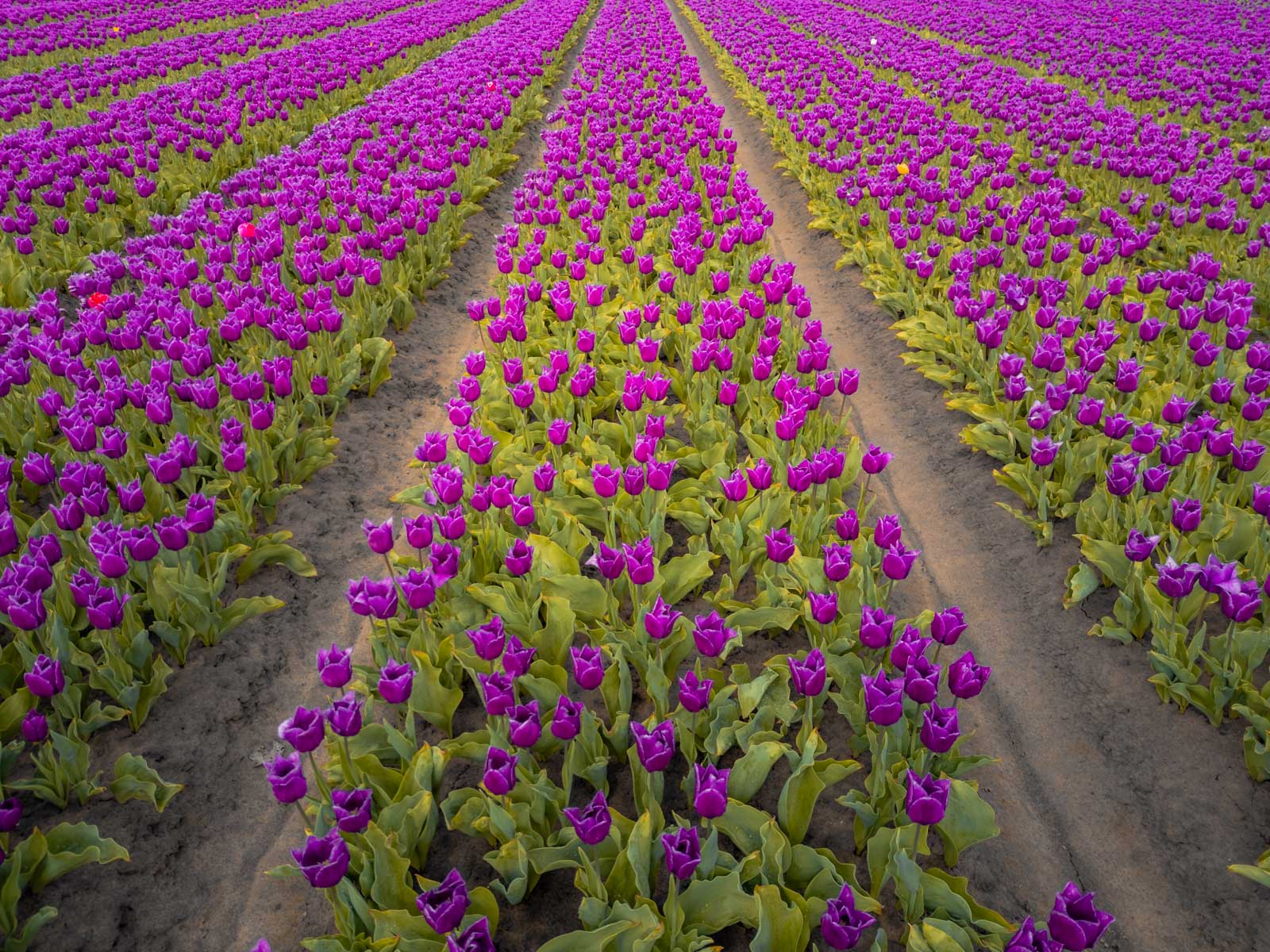 Roze Tulpenveld Hulst Drone