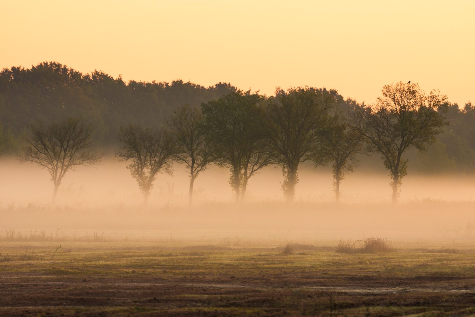 Vlijmen Polder Mist Zonlicht