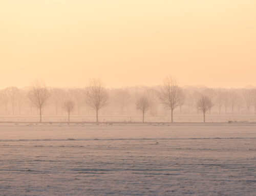Rijp in de polder bij zonsopkomst