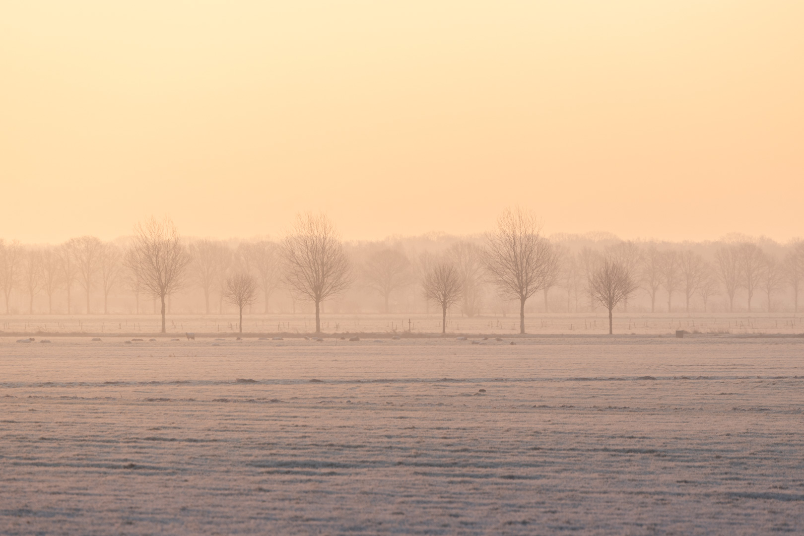 Rijp in de polder bij zonsopkomst