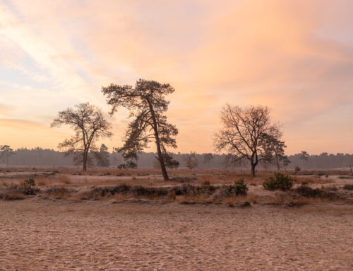 Zacht winterlicht over de Loonse en Drunense Duinen