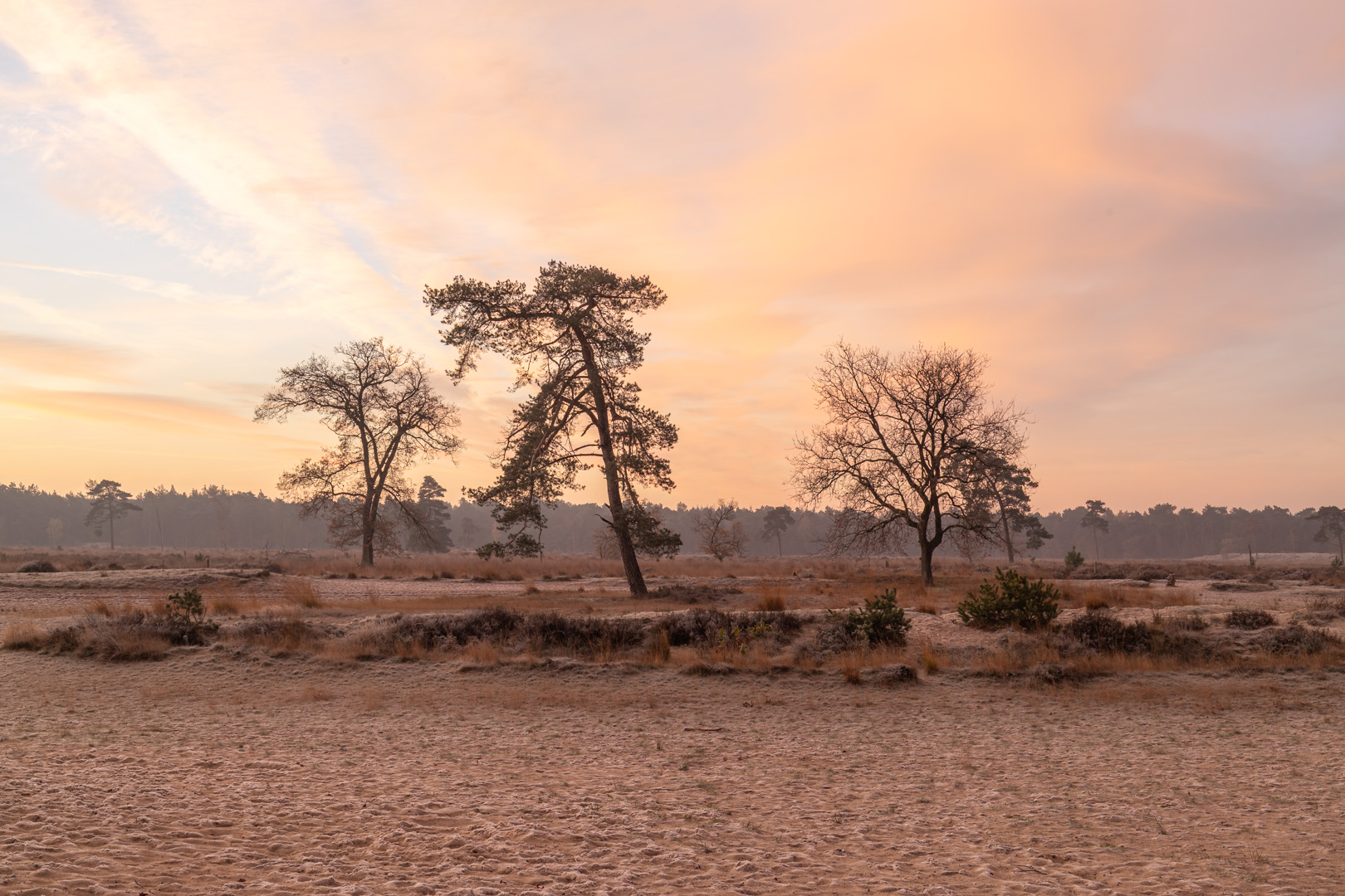 Zacht winterlicht over de Loonse en Drunense Duinen
