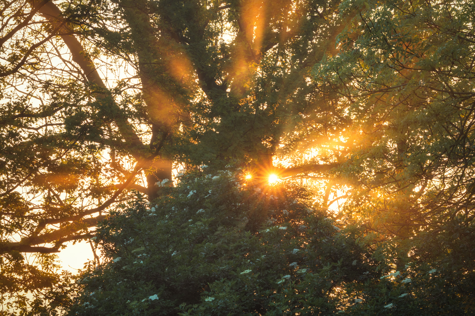 Zonneharpen Detail Beesd